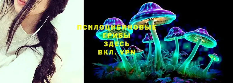 Галлюциногенные грибы Psilocybine cubensis  закладка  Вольск 